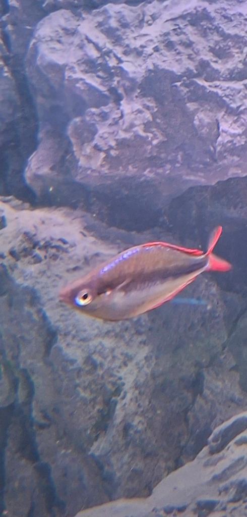 Regenboogvis en blauwe tetra., Dieren en Toebehoren, Vis