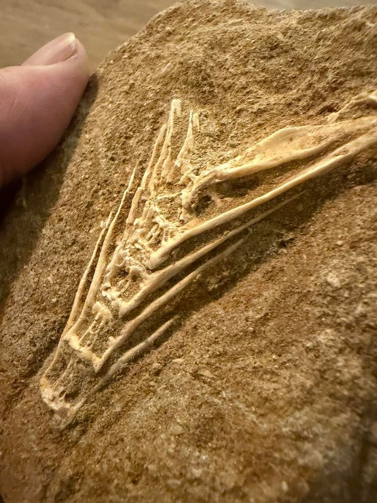 Enchodus wervels, Ophalen of Verzenden
