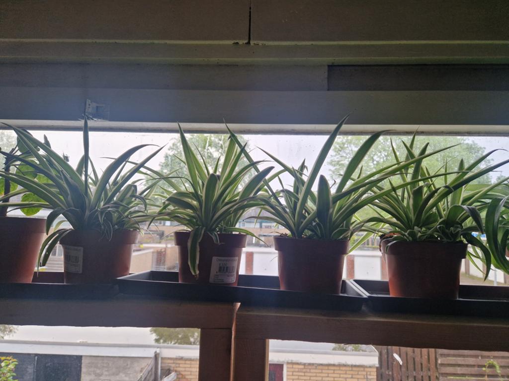 Kamerplanten opruiming️️️, Ophalen, Halfschaduw, Minder dan 100 cm