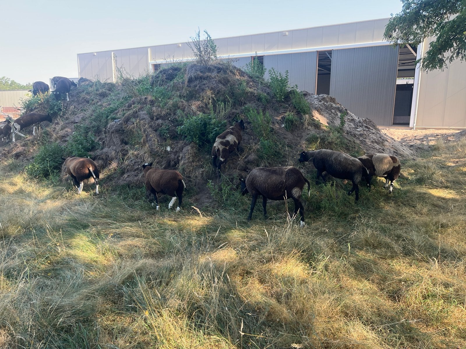 Zwartbles ooien, Vrouwelijk, Schaap