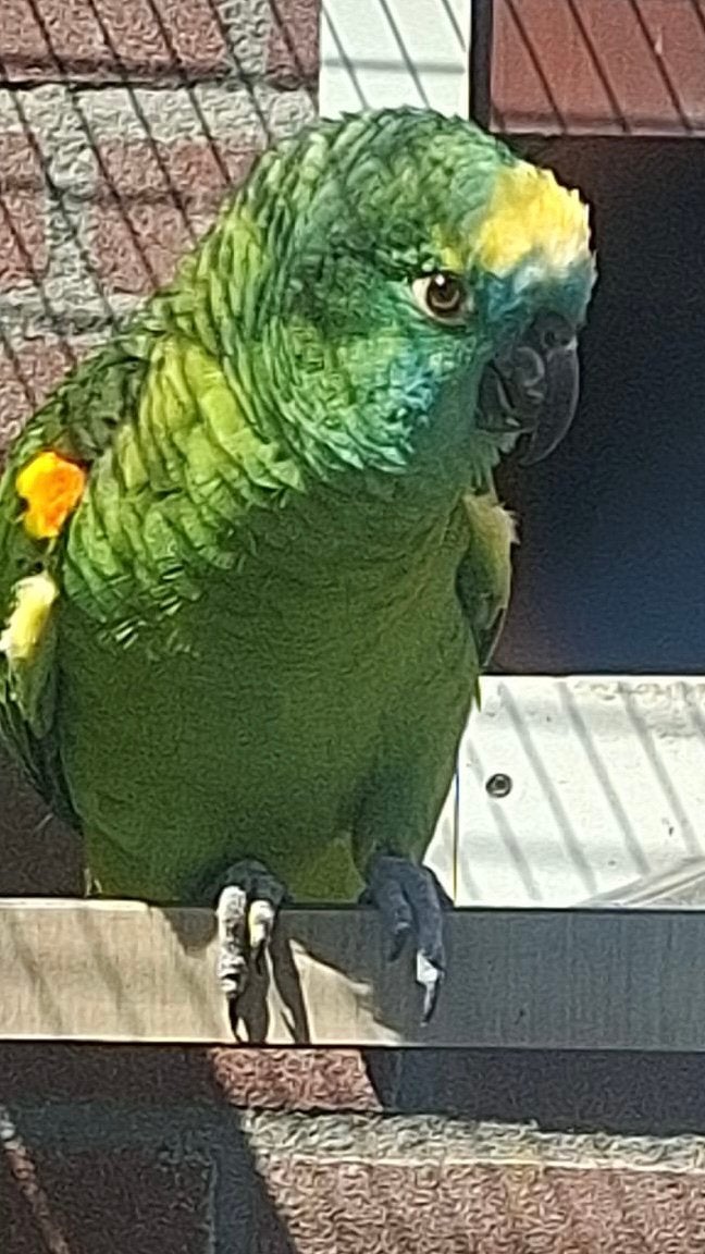 2 koppels blauwvoorhoofd Amazones, Meerdere dieren, Papegaai