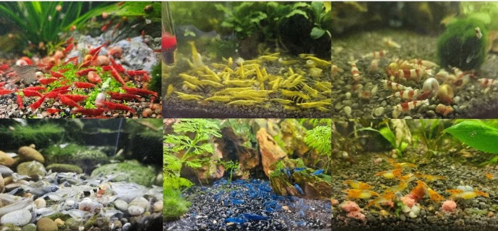 Prachtige garnalen, allerlei soorten! Neocaridina+caridina, Kreeft, Krab of Garnaal, Zoetwatervis