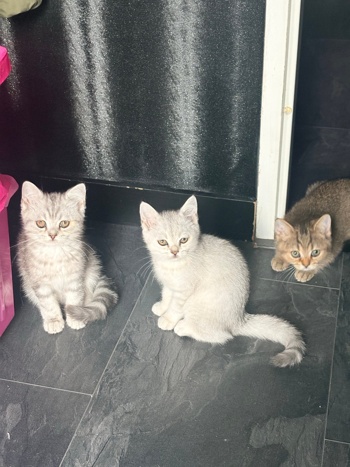 Britse korthaar kittens raszuiver 2x katertjes 2x poesjes, Dieren en Toebehoren, Katten en Kittens | Overige Katten, Poes, Kortharig