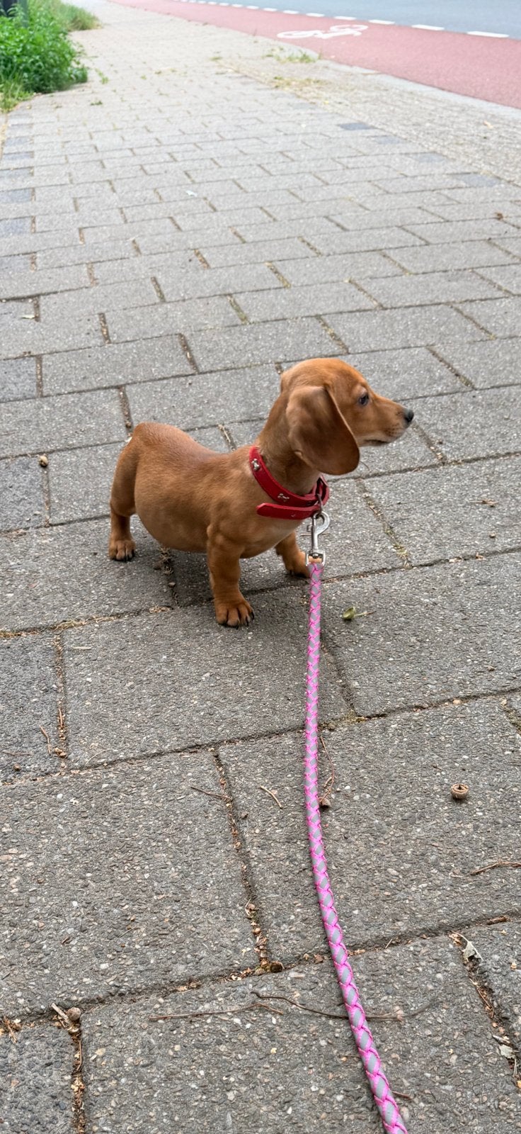 1 reutje beschikbaar, Parvo, 8 tot 15 weken, Korthaar, Dwerg