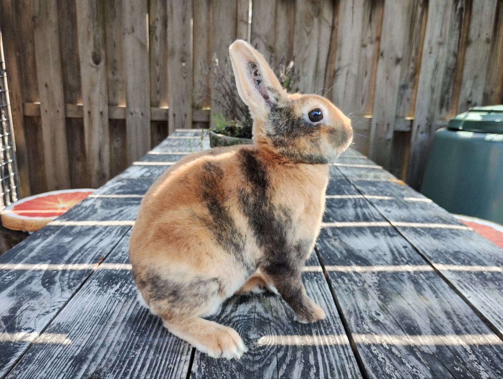 Lieve jonge dwergrex Japanners, Dieren en Toebehoren, Konijnen, Meerdere dieren, Dwerg, 0 tot 2 jaar