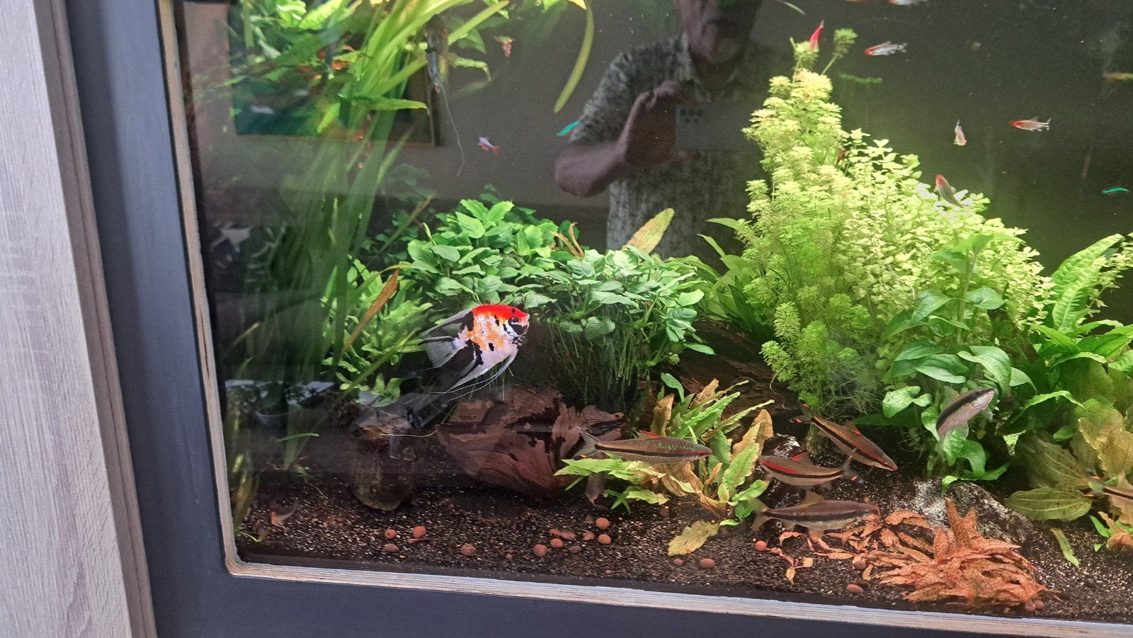 Complete Aquarium inhoud te koop., Ophalen, Gebruikt, Plant(en), Steen of Hout, Overige merken