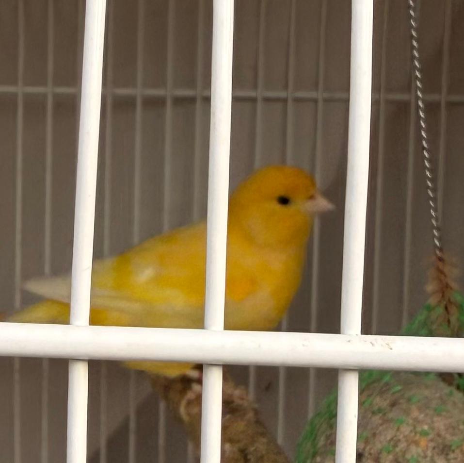 Mooi Kanarie pop 25 euro, Dieren en Toebehoren, Vogels | Kanaries, Vrouwelijk, Kleurkanarie