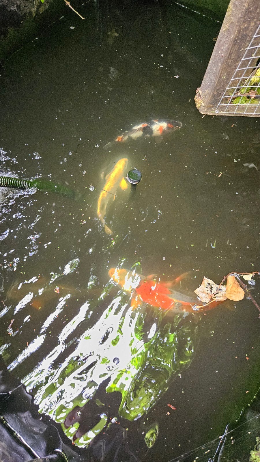 Koi vissen, Karper of Koi