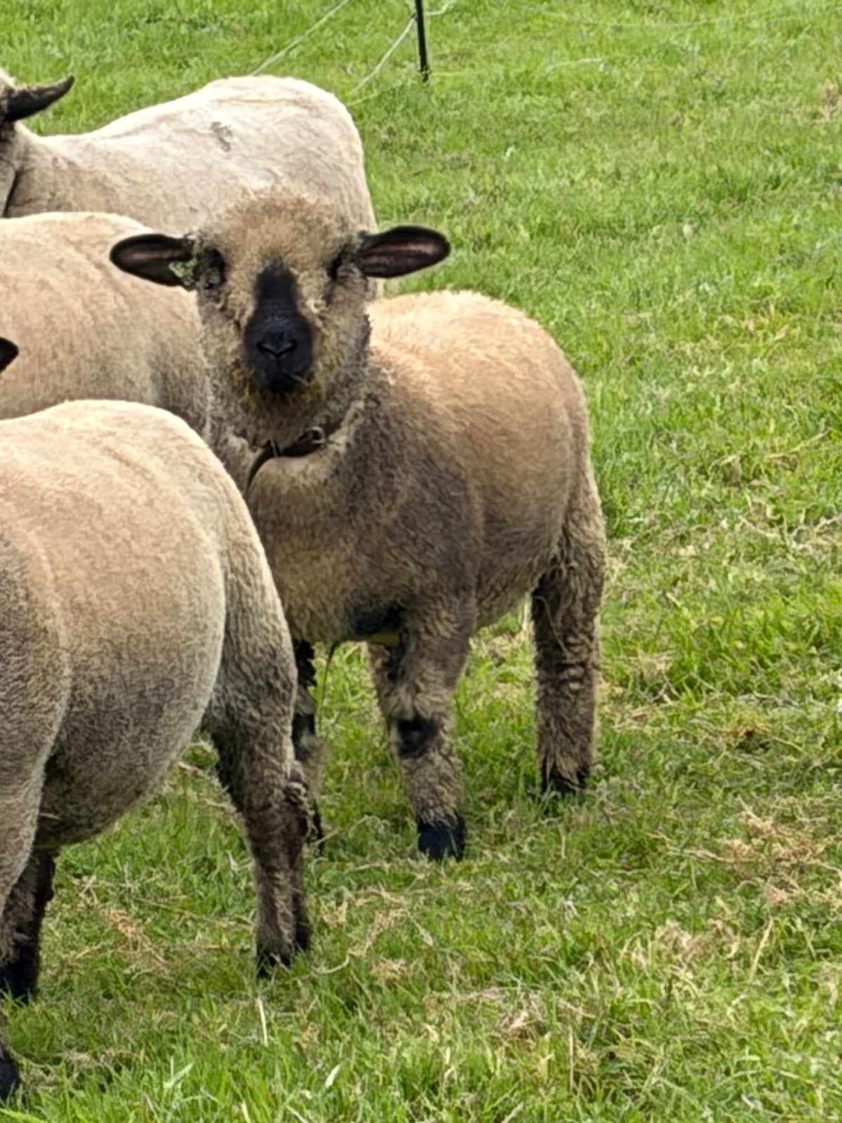 Hampshire Down schaap stamboek  zwoegervrij, Dieren en Toebehoren, Vrouwelijk, Schaap, 0 tot 2 jaar