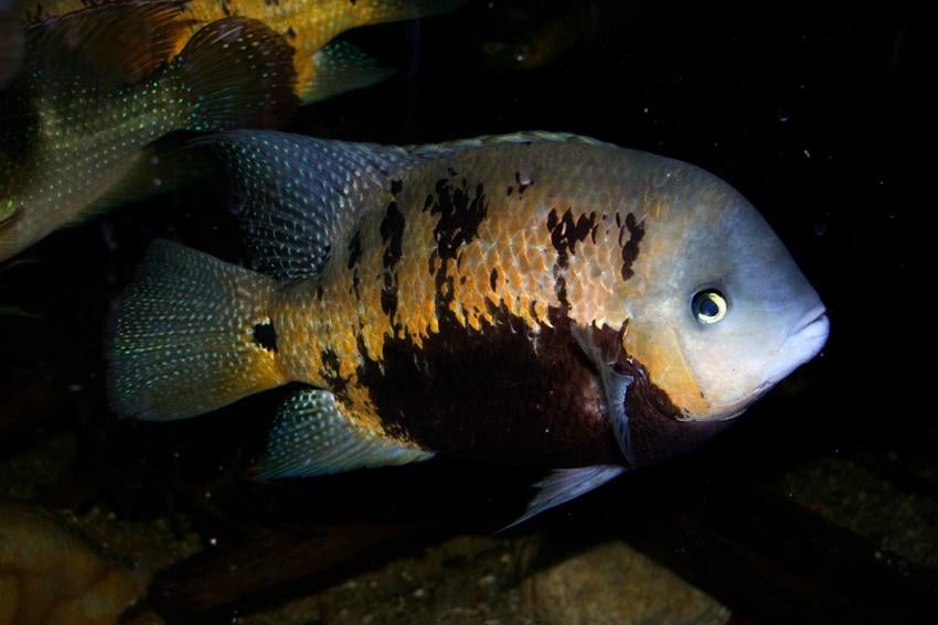 Midden Amerikaanse Cichliden: Cincelichthys pearsei Lacanjah, Dieren en Toebehoren, Vissen | Aquariumvissen, Vis, Zoetwatervis