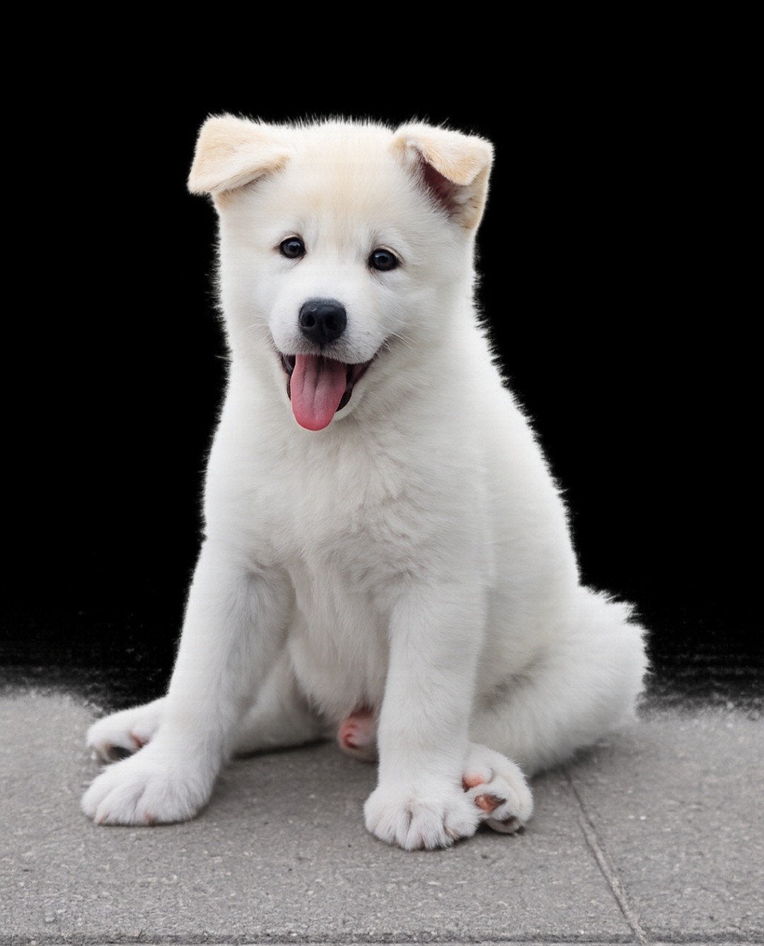 Nog 1 reutje beschikbaar, Alaskan Malamute mix, Parvo, Reu, 8 tot 15 weken, Poolhond