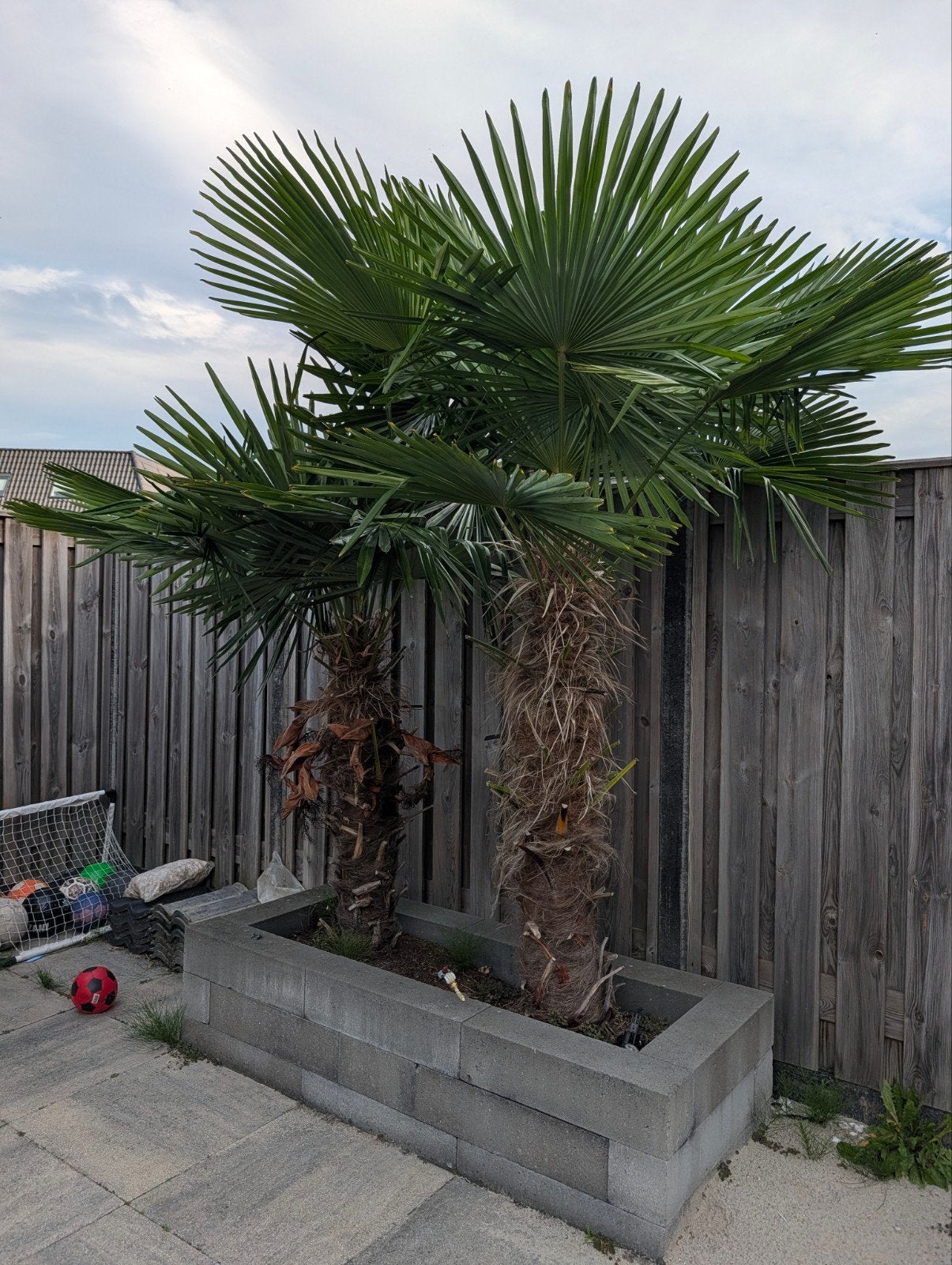 Trachycarpus Fortunei - Winterharde Palmboom (2 stuks), Volle zon, Vaste plant, Lente, Ophalen