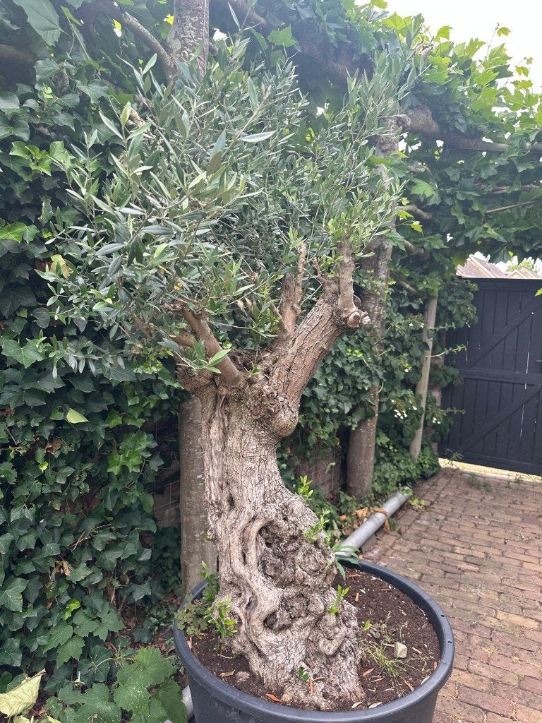 olijfboom te koop, Tuin en Terras, Volle zon, Bloeit niet, Ophalen of Verzenden, 100 tot 250 cm