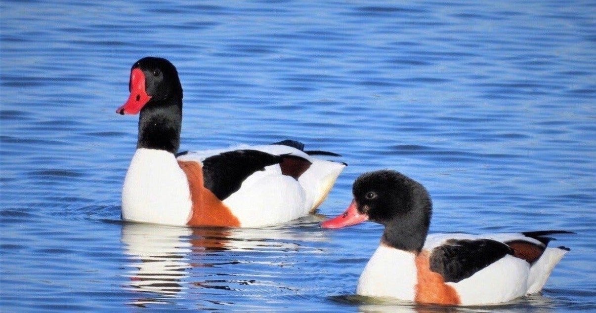Gezocht Bergeend man overjarig, Dieren en Toebehoren, Mannelijk, Geringd