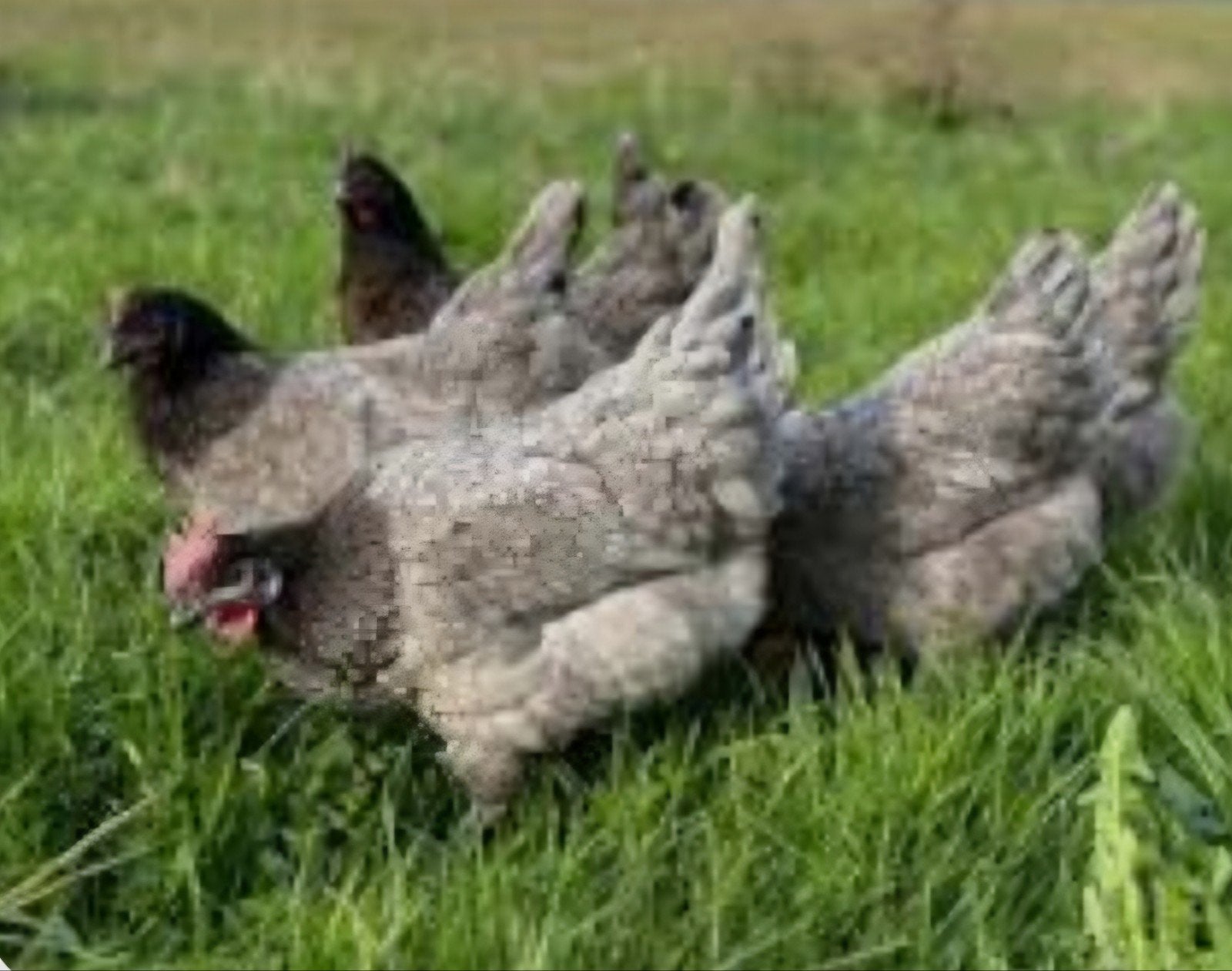 Bleu de landes 5 hennen en haan., Dieren en Toebehoren, Pluimvee, Meerdere dieren, Kip
