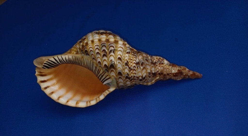 Schelpen,, Ophalen of Verzenden, Schelp(en)