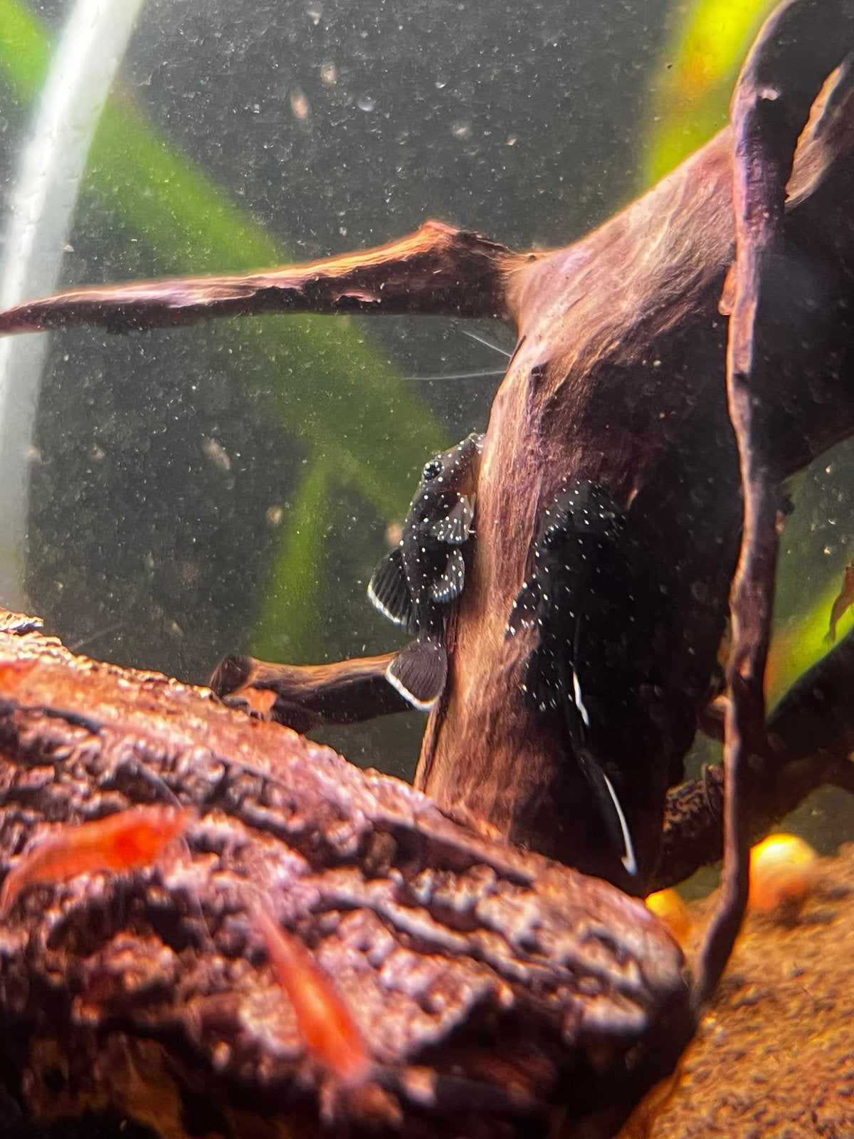 L181 peppermint pleco jonkies (nog 15), Vis