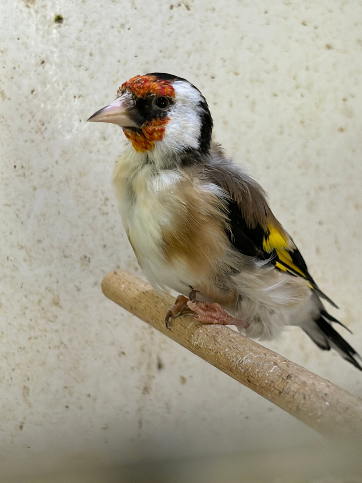 Putter pop van 2024, Vrouwelijk, Wildzangvogel, Geringd