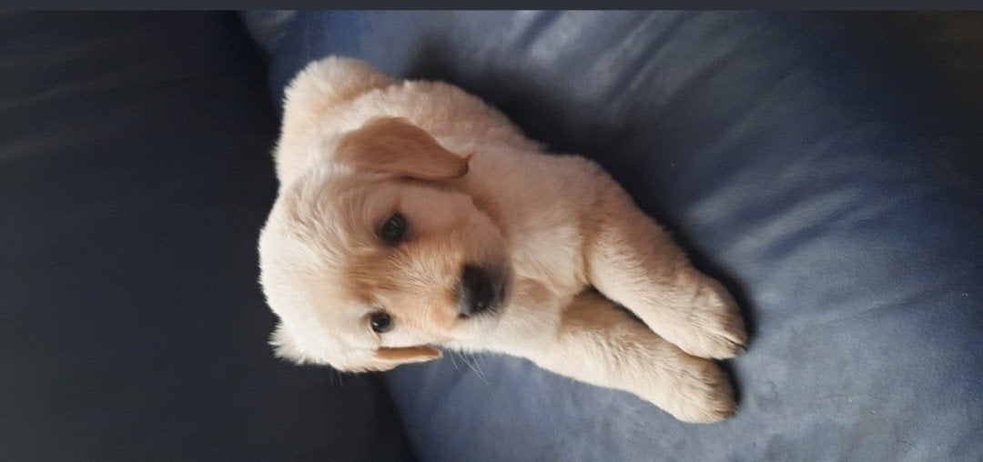 Golden Retriever X Labrador Puppy, Dieren en Toebehoren, Honden | Niet-rashonden, Rabiës (hondsdolheid), Reu, 8 tot 15 weken, Eén hond