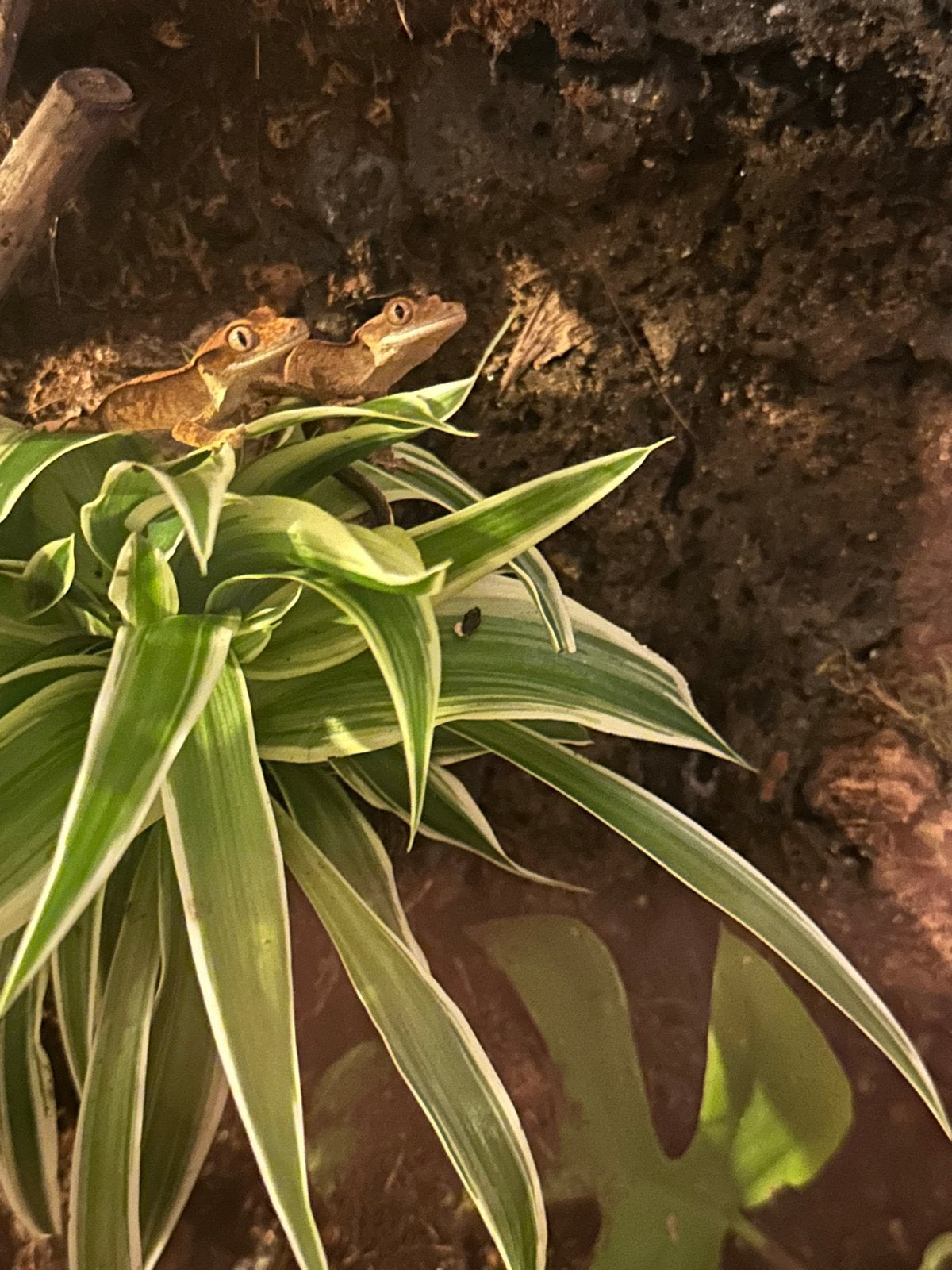 WimperGekko’s Crested Gecko photo 2