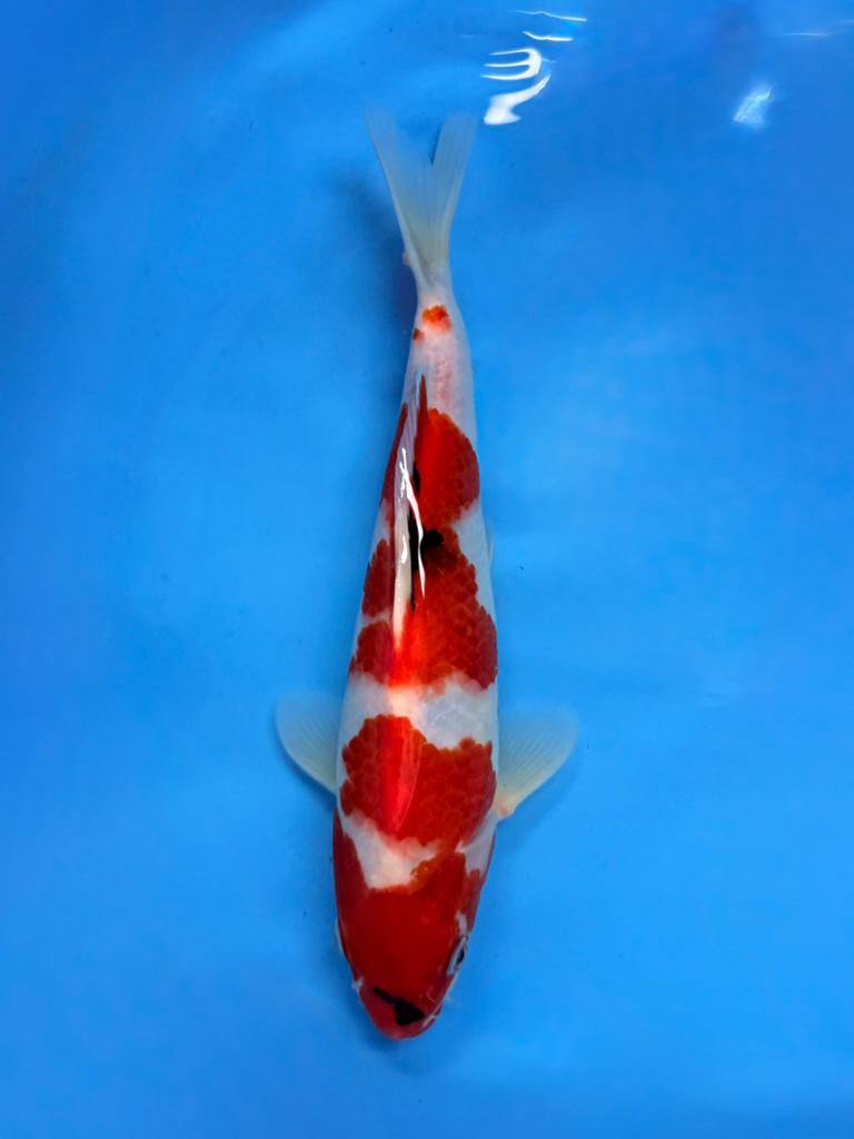 Showa 27-32cm Marusei Japanse koi, Karper of Koi