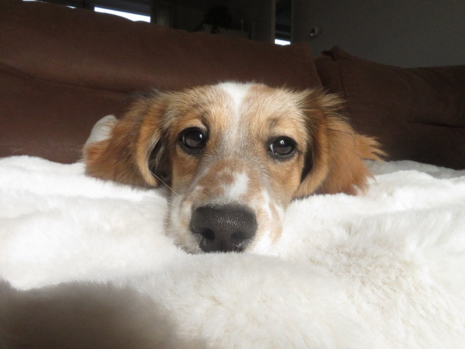 Lieve Piebald Teckel Langharig <1 jaar zoekt blijvend huisje, 15 weken tot 1 jaar, Teef, Langhaar, Eén hond