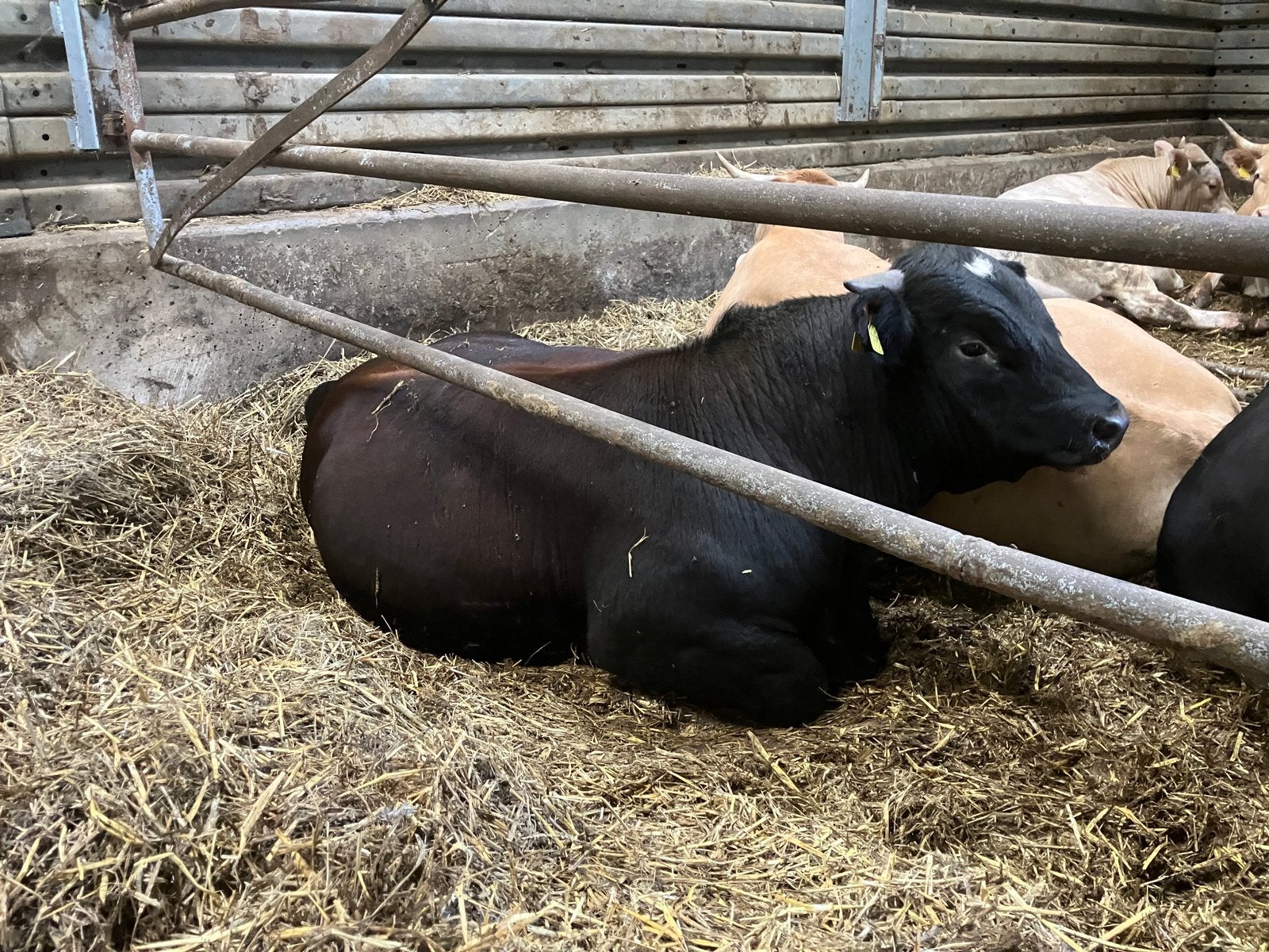 Brandrode dekstieren te koop 4 stuks, Dieren en Toebehoren, Runderen, Mannelijk