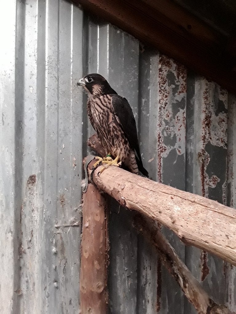 te koop Slechtvalk, Mannelijk, Roofvogel, Geringd