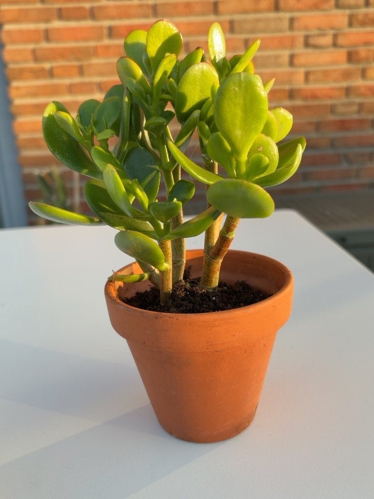 Jade Plant (Crassula ovata) in Terracotta Pot – 8 cm, Ophalen, In pot, Halfschaduw, Minder dan 100 cm