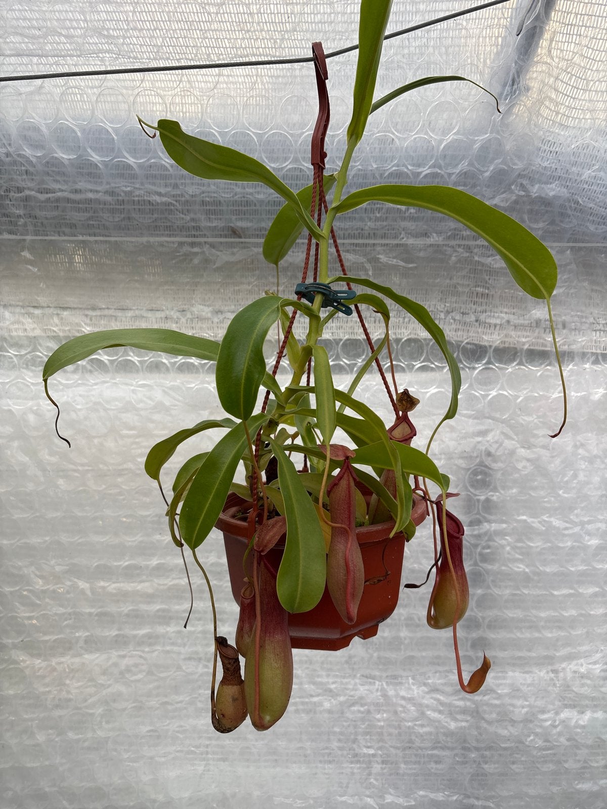 Vleesetende plant: Nepenthes (Bekerplant), Tuin en Terras, Vaste plant, Bloeit niet, Halfschaduw, Ophalen