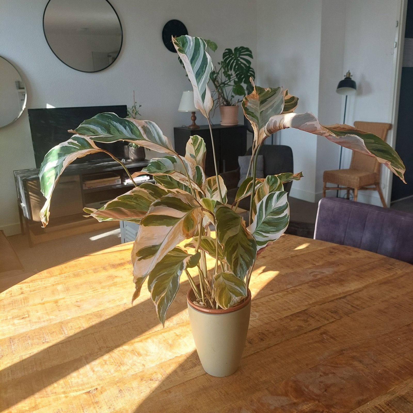 Kamerplant met pot - ca. 70 cm hoog, Ophalen