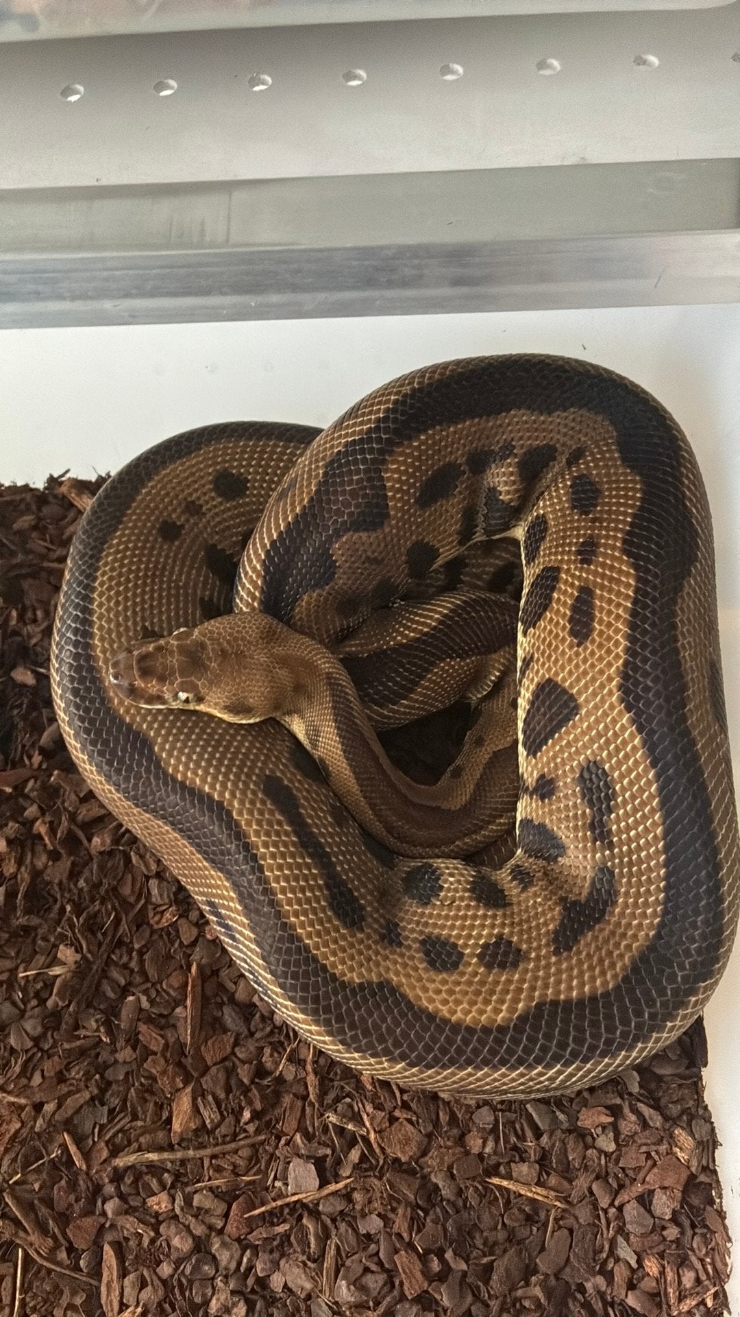 Ball python regius Ball Python photo 2