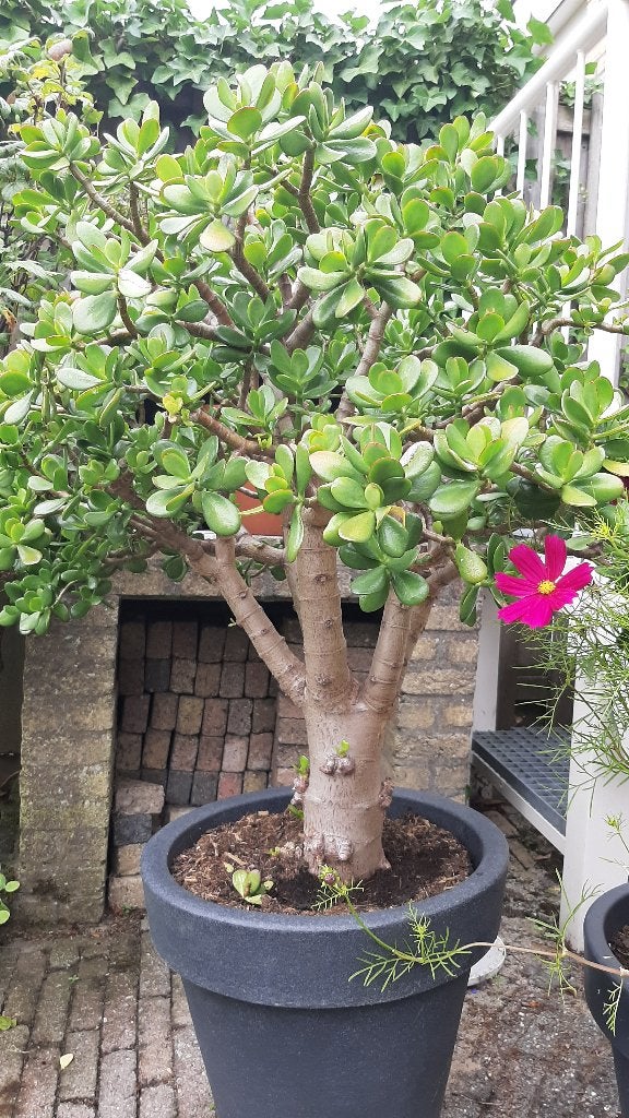 Jade plant, Ophalen, Vetplant, Halfschaduw, In pot