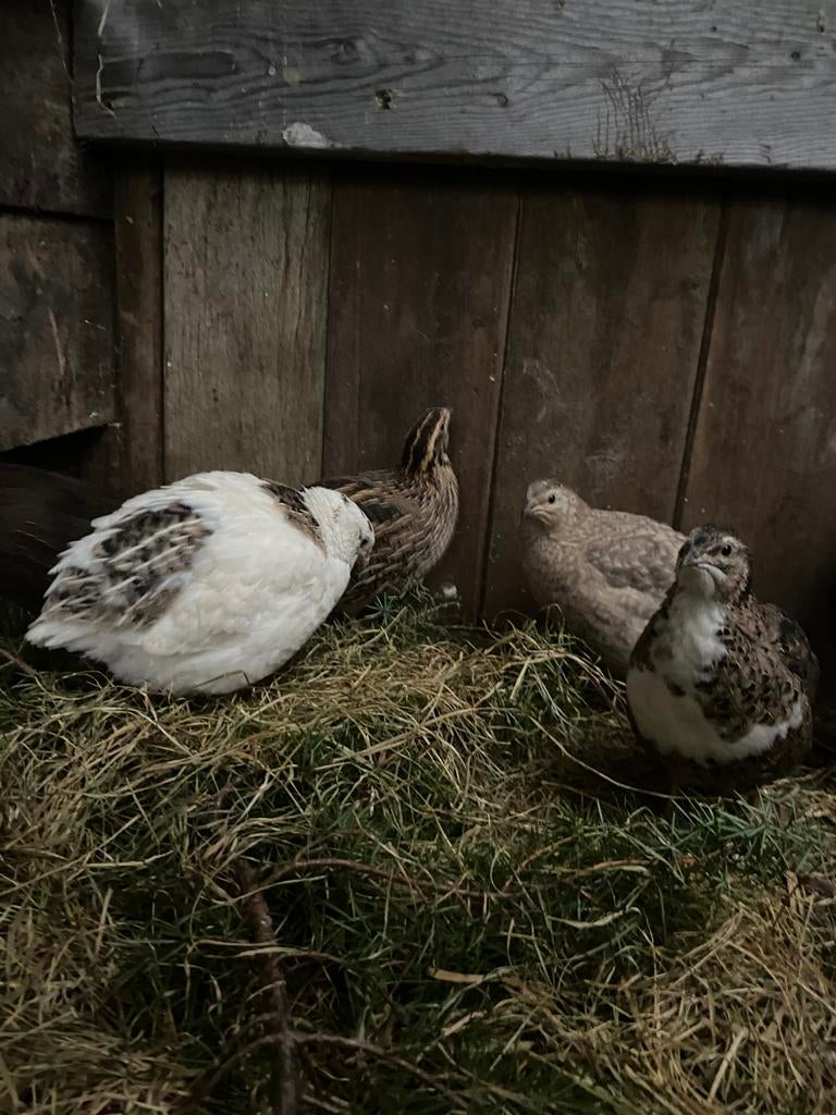 Japanse kwartel kuikens tekoop, Dieren en Toebehoren, Pluimvee, Geslacht onbekend, Overige soorten