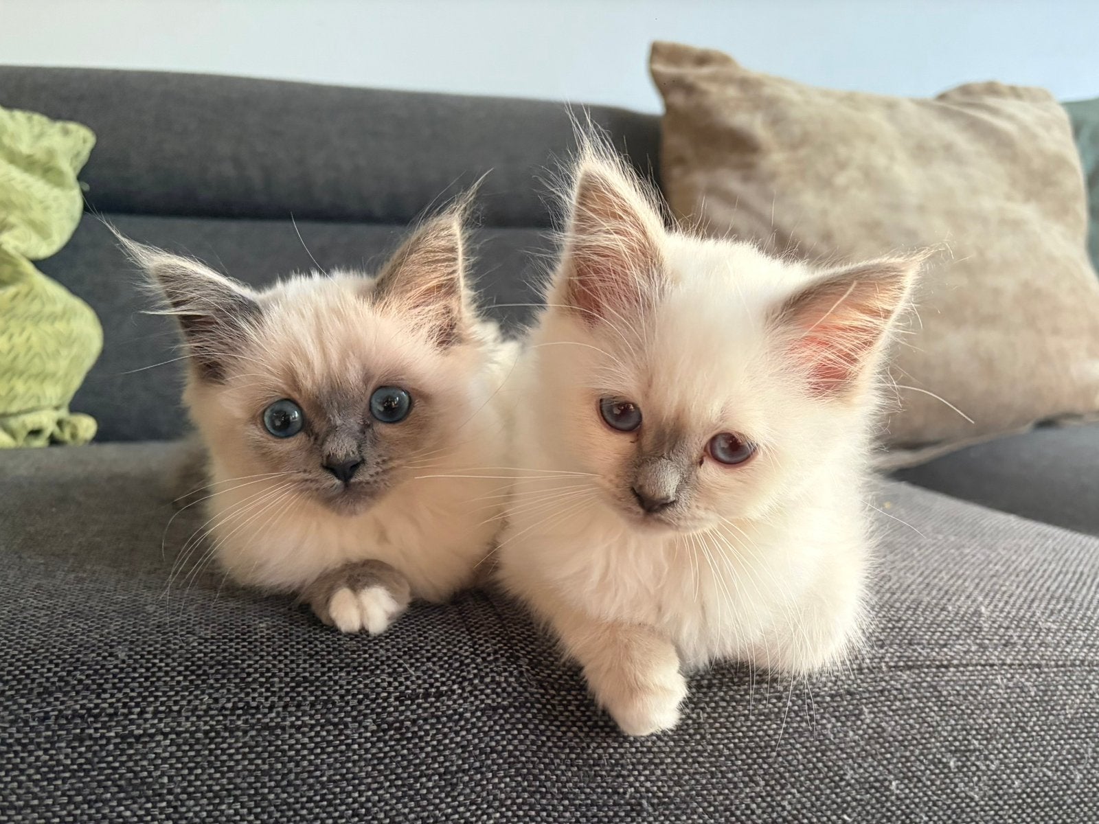 Heilig Birmaan kittens met Stamboom, Dieren en Toebehoren, Meerdere dieren, Met stamboom