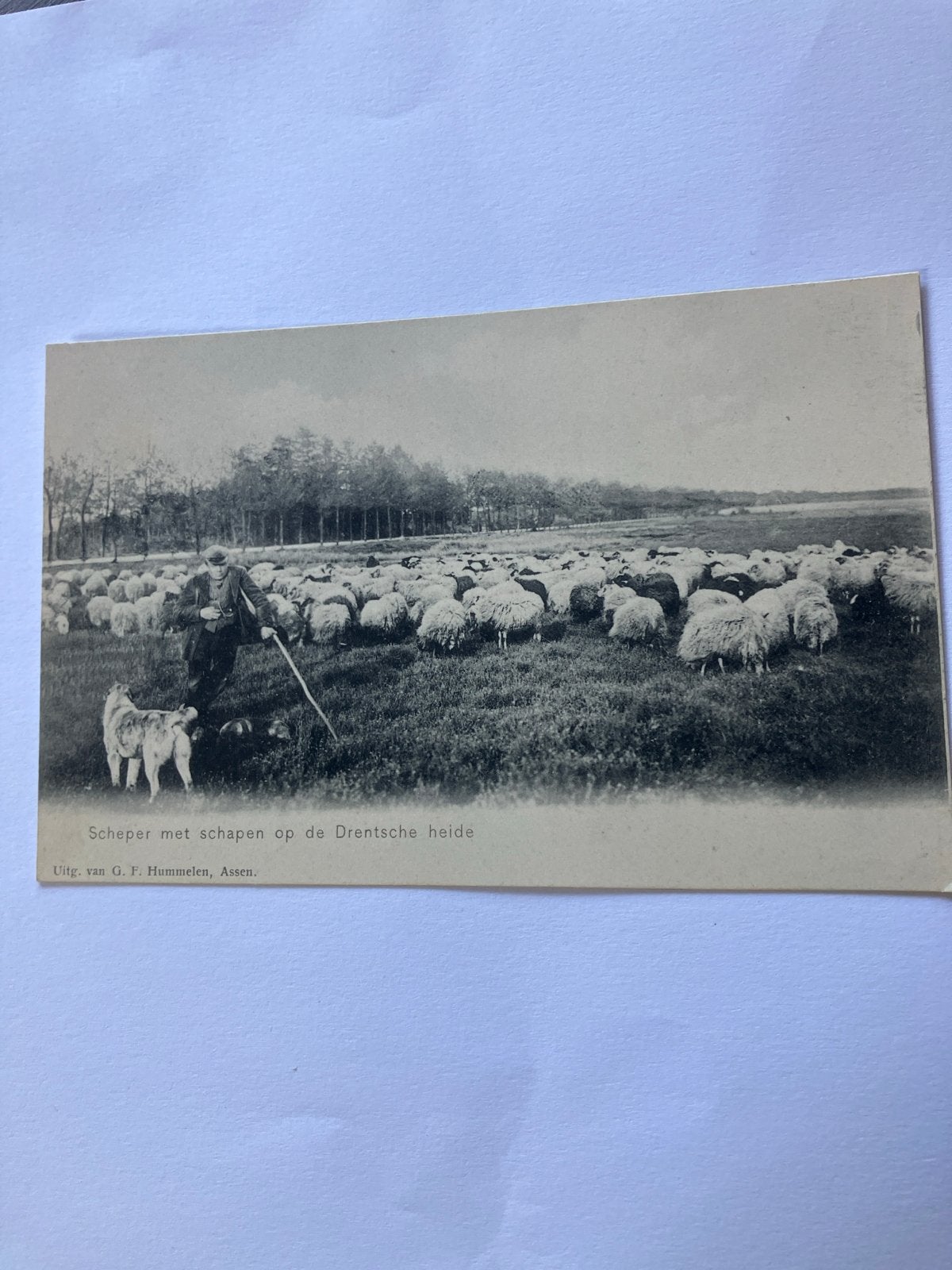 Oude Ansichtkaart: Herder met schapen op Drentse heide, Ophalen of Verzenden, Voor 1920, Ongelopen, Drenthe
