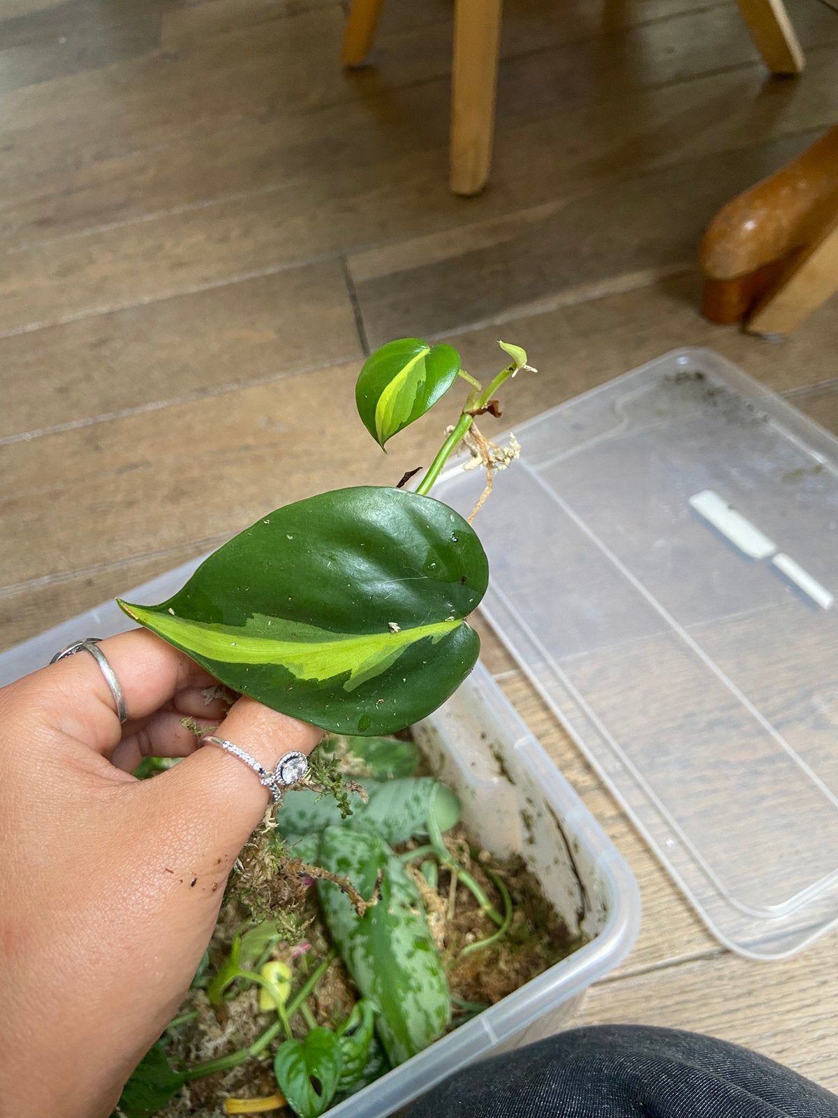 Philodendron brazil kopstek, Huis en Inrichting, Kamerplanten, Ophalen of Verzenden, Halfschaduw, Minder dan 100 cm