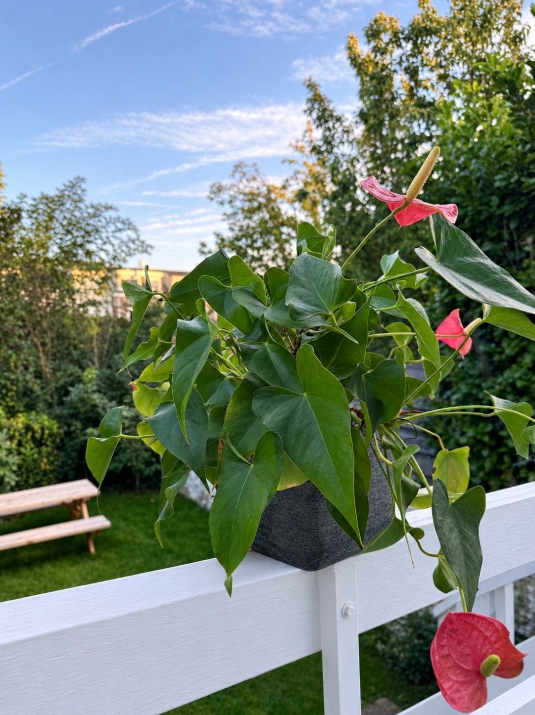 Anthurium kamerplant, Vaste plant, Halfschaduw, Zomer, Ophalen