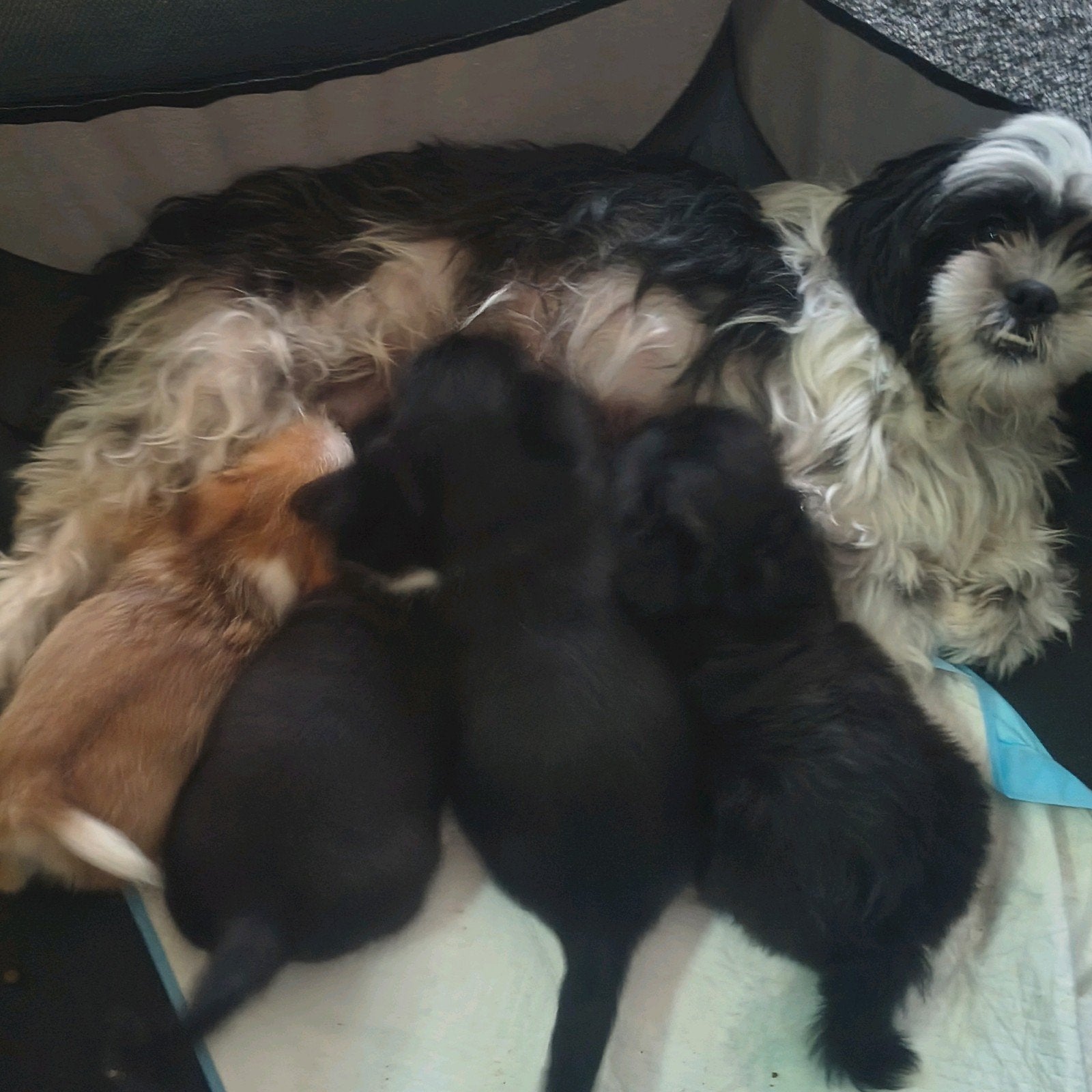 Shih tzu/Chihuahua,s pups, Dieren en Toebehoren, Honden | Chihuahua's en Gezelschapshonden, 15 weken tot 1 jaar, Meerdere, Meerdere dieren