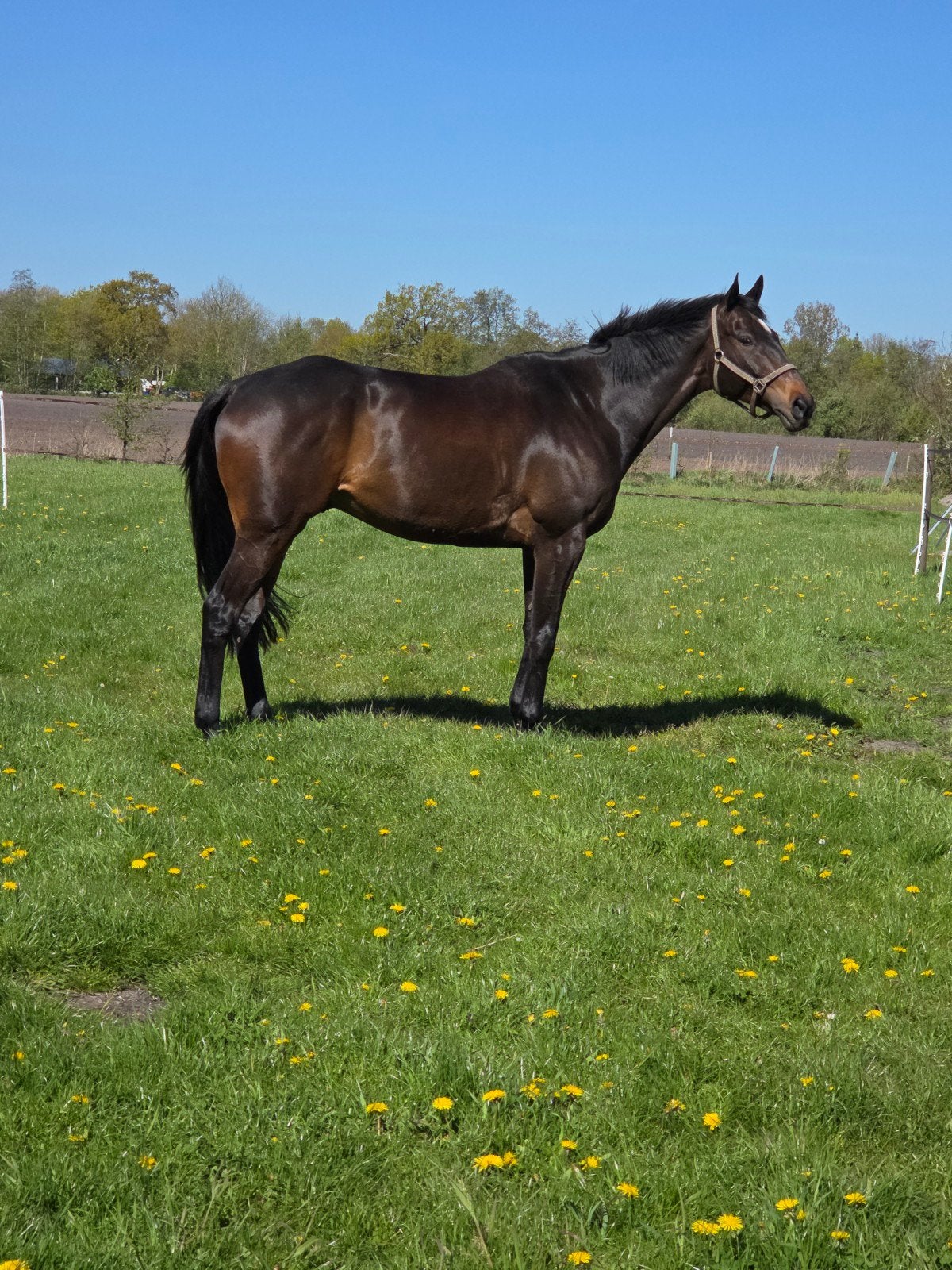 Allround paard zoekt forever home, Ruin, Recreatiepaard