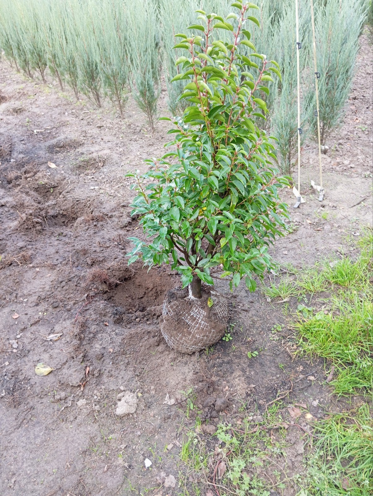 Portugese Laurier (Prunus Lusitanica) 60/80 en 100/120, Vaste plant, Bloeit niet, Halfschaduw, Ophalen