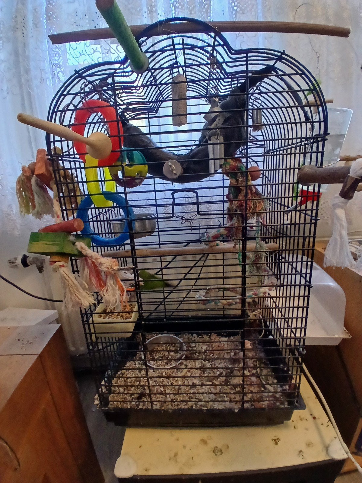 bonte boer mannetje handTam met kooi TE KOOP, Dieren en Toebehoren, Ophalen, Metaal, Vogelkooi