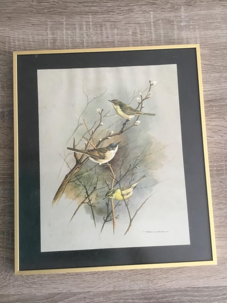 Prent vogels, Ophalen, Gebruikt, Hout, Minder dan 50 cm