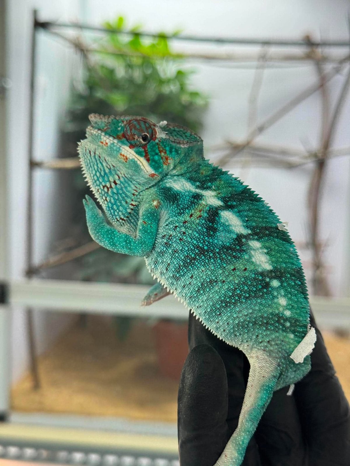 Furcifer pardalis 1.0 nosy be Chameleon - male for sale from Liliën