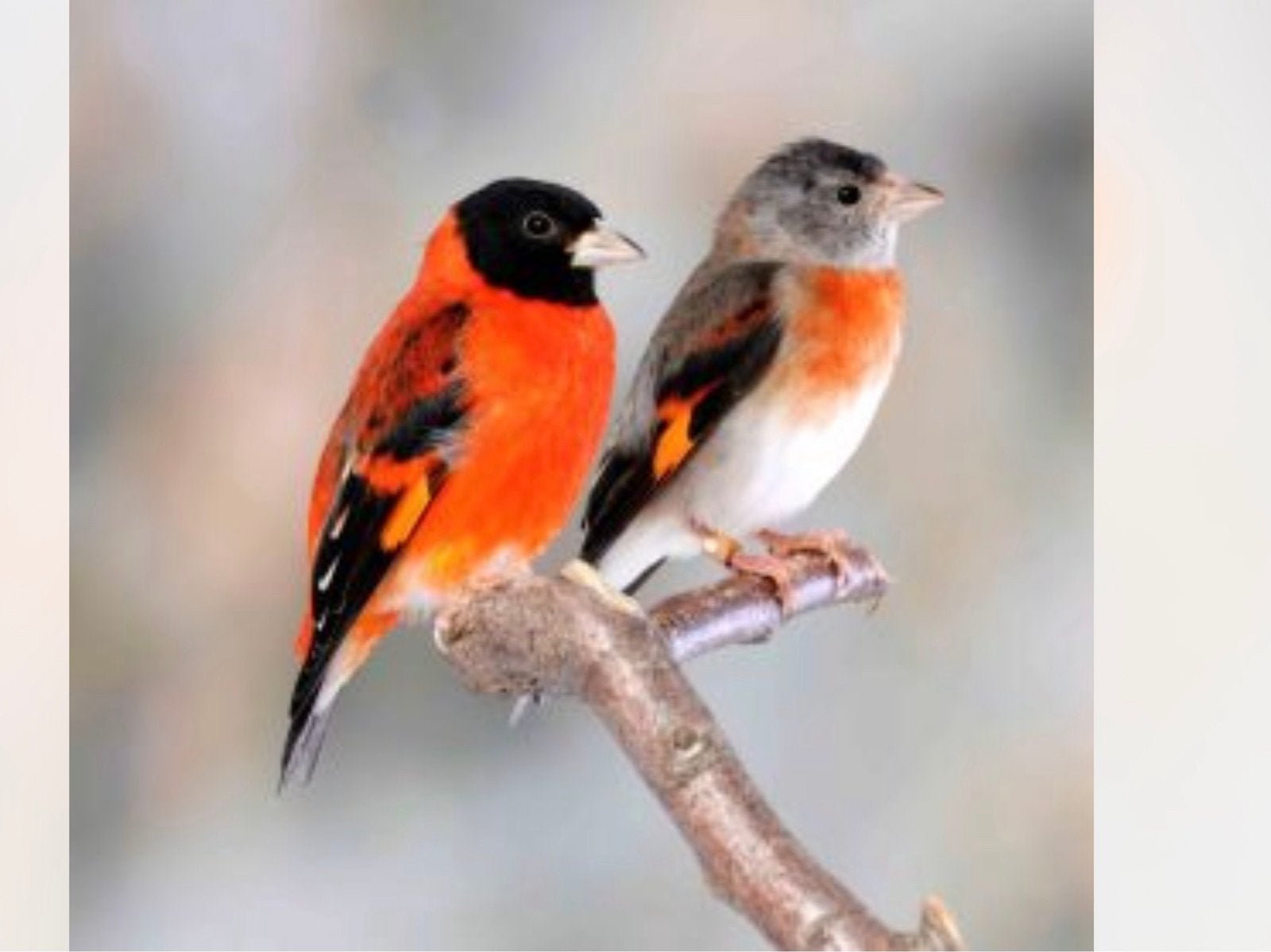 Kapoetsen sijs koppel, Meerdere dieren, Wildzangvogel, Geringd
