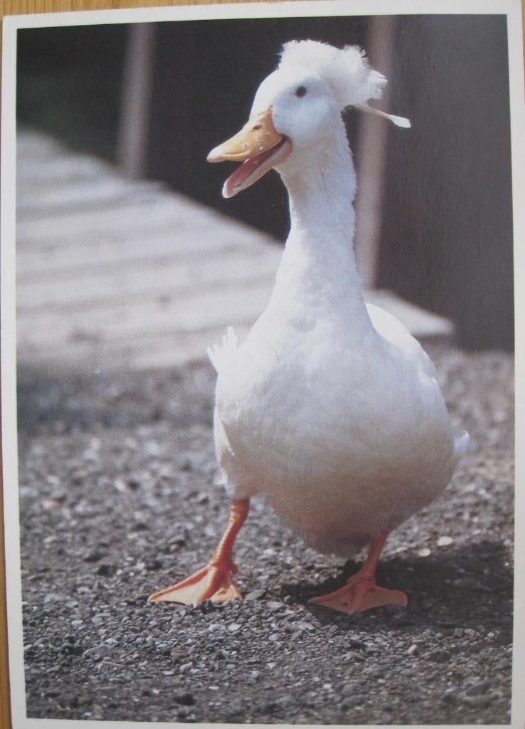 Eend op ansichtkaart - foto Laura den Hartog, Verzenden, 1980 tot heden, Gelopen, Waterdier