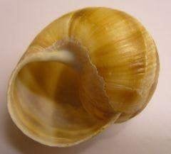 Slakkenhuizen voor cichliden 3 cm groot, Natuur, Overige typen, Nieuw, Nieuwendijk