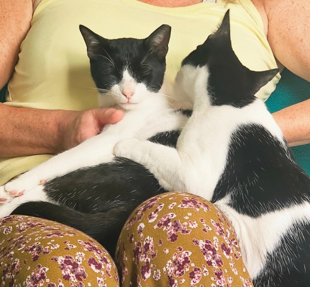 2 schatten van jonge katjes 1jr/geholpen/chip/getest/ingeent, Meerdere dieren, Kortharig, 0 tot 2 jaar