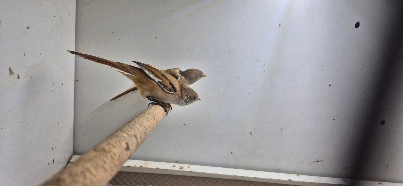 0-2 baardmannetjes, Vrouwelijk, Wildzangvogel, Geringd