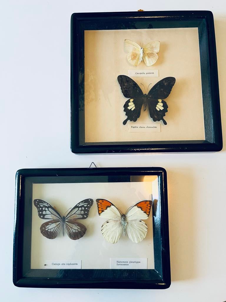 Ingelijste vlinders - 2 stuks, Ophalen, Zo goed als nieuw, Insect, Opgezet dier